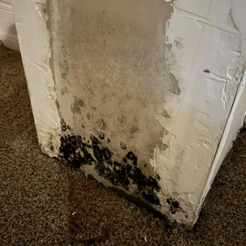 Professional Mold Removal in Bentleyville, PA